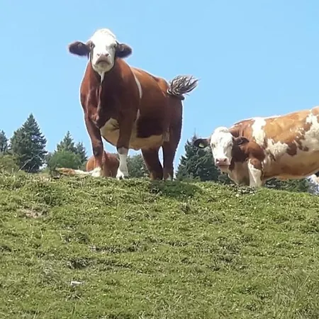 Cjase Cumine Panzió