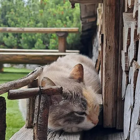 Bed & Breakfast Cjase Cumine *