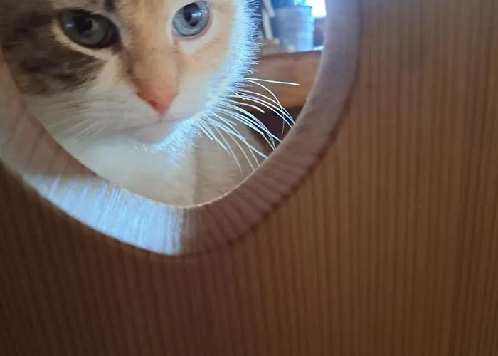 Panzió Cjase Cumine