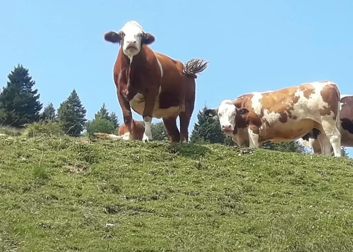 Cjase Cumine Panzió