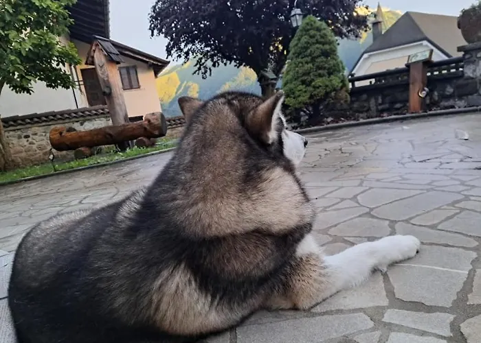 Cjase Cumine * Lauco