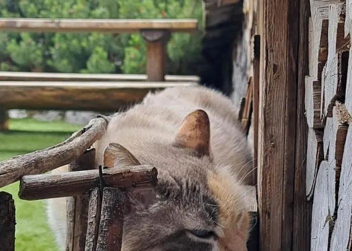 Nocleg ze śniadaniem Cjase Cumine *