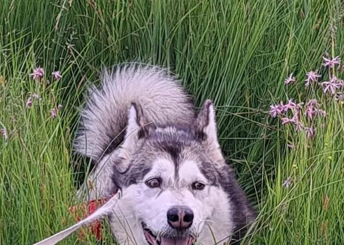 Nocleg ze śniadaniem Cjase Cumine *